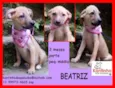 Beatriz Bebezinha