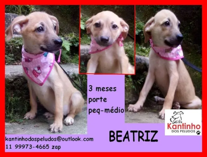 Cachorro ra a  idade 2 a 6 meses nome Beatriz Bebezinha
