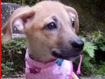 Cachorro ra a  idade 2 a 6 meses nome Beatriz Bebezinha