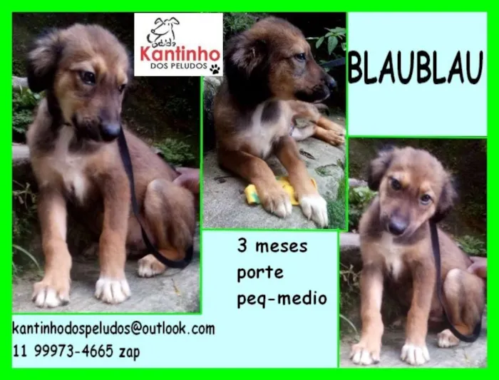 Cachorro ra a  idade 2 a 6 meses nome Blaublau Bebezinho