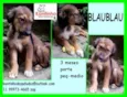 Blaublau Bebezinho