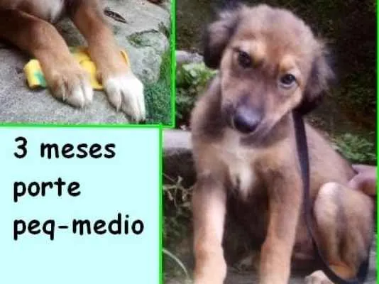Cachorro ra a  idade 2 a 6 meses nome Blaublau Bebezinho