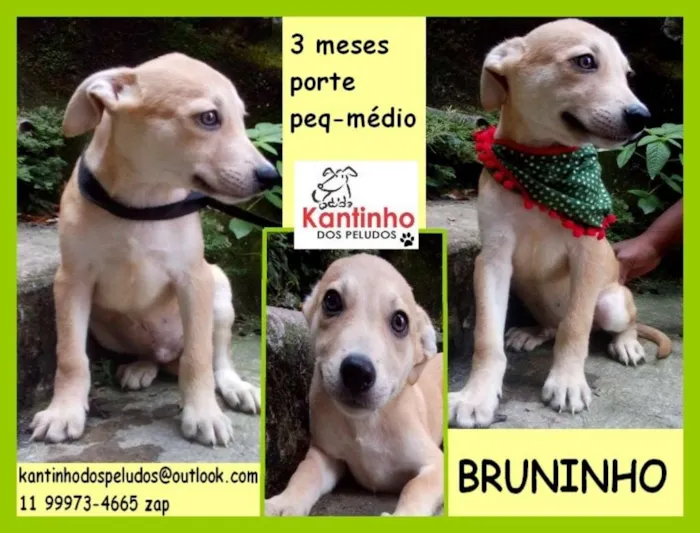 Cachorro ra a  idade 2 a 6 meses nome Bruninho Bebezinho
