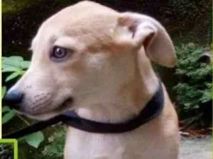 Cachorro raça  idade 2 a 6 meses nome Bruninho Bebezinho