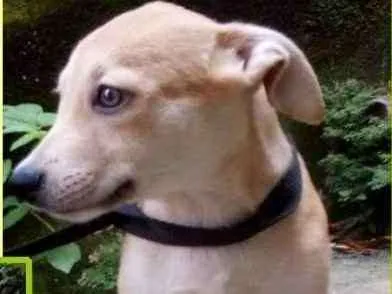 Cachorro ra a  idade 2 a 6 meses nome Bruninho Bebezinho