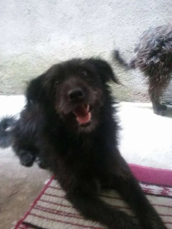 Cachorro ra a Vira-Lata idade 3 anos nome Peludinho (Pepê)