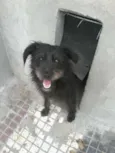 Peludinho (Pepê)