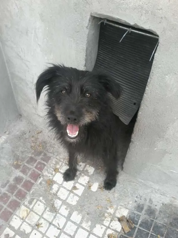 Cachorro ra a Vira-Lata idade 3 anos nome Peludinho (Pepê)