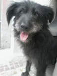 Peludinho (Pepê)