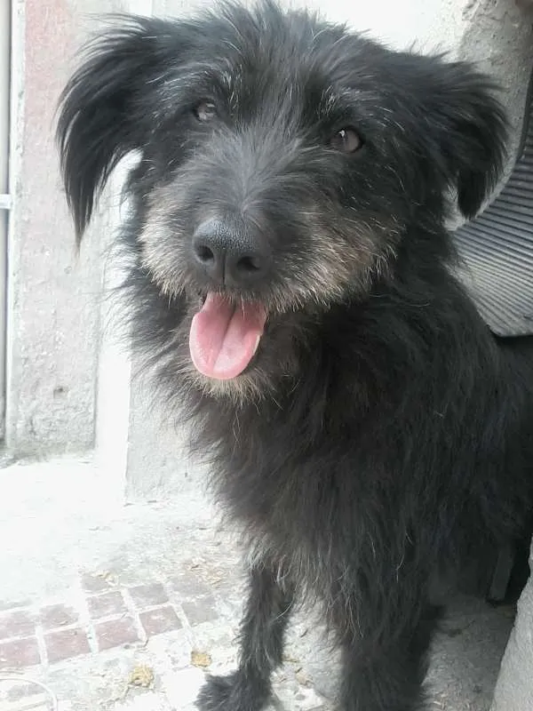 Cachorro ra a Vira-Lata idade 3 anos nome Peludinho (Pepê)
