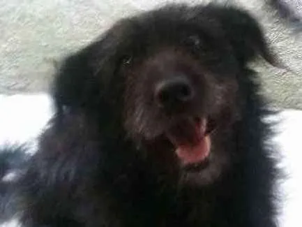 Cachorro ra a Vira-Lata idade 3 anos nome Peludinho (Pepê)