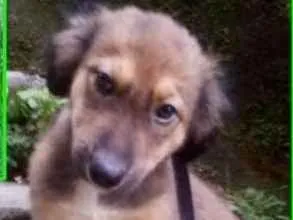 Cachorro raça  idade 2 a 6 meses nome Blaublau Bebezinho