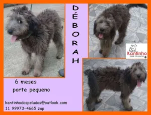 Cachorro raça  idade 2 a 6 meses nome Déborah Filhotinha