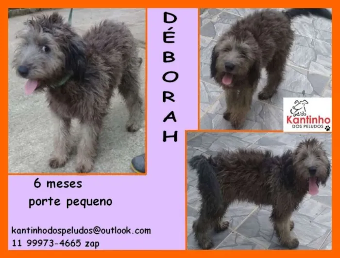 Cachorro ra a idade 2 a 6 meses nome Déborah Filhotinha