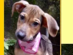 Cachorro raça  idade 2 a 6 meses nome Maitê Bebezinha