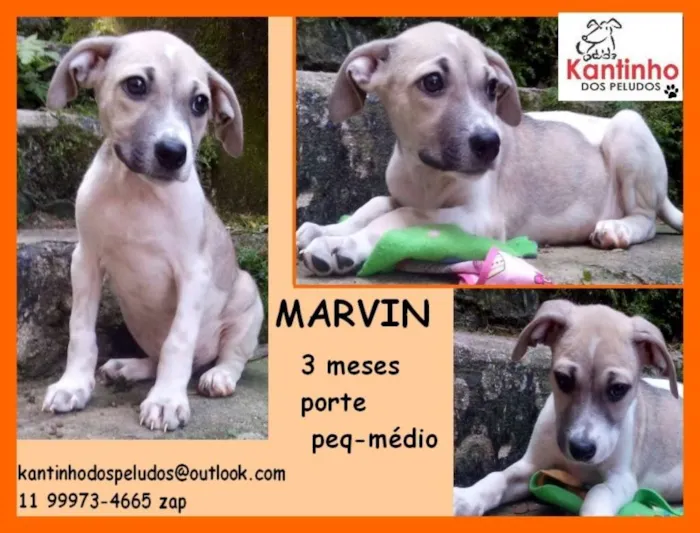 Cachorro ra a  idade 2 a 6 meses nome Marvin Bebezinho
