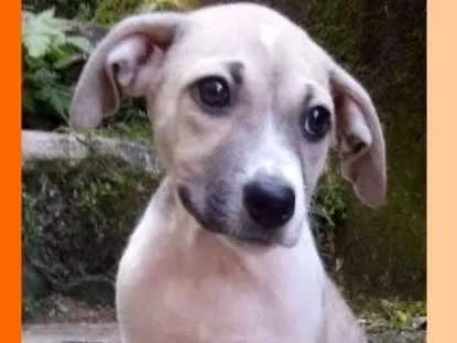 Cachorro ra a  idade 2 a 6 meses nome Marvin Bebezinho