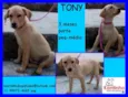 Tony Filhotinho