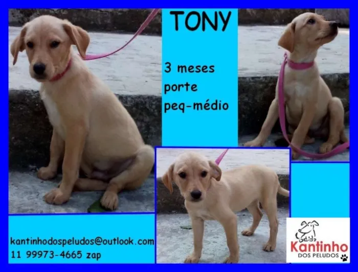 Cachorro ra a  idade 2 a 6 meses nome Tony Filhotinho