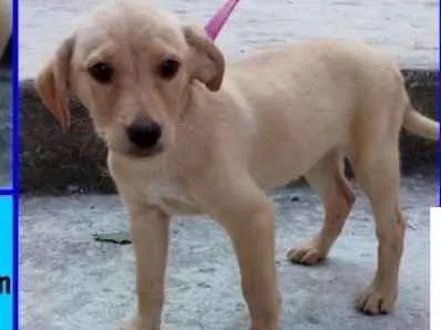 Cachorro ra a  idade 2 a 6 meses nome Tony Filhotinho