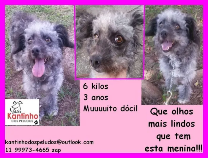 Cachorro ra a  idade 3 anos nome Karina Pequenina