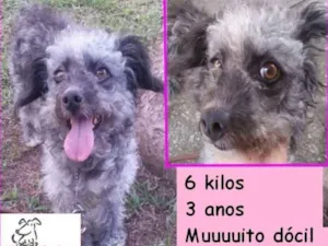 Cachorro raça  idade 3 anos nome Karina Pequenina
