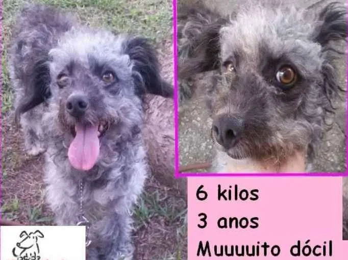 Cachorro ra a  idade 3 anos nome Karina Pequenina