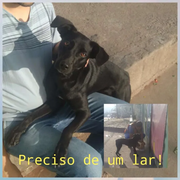 Cachorro ra a SRD idade 1 ano nome Pretinha 