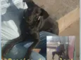 Pretinha 