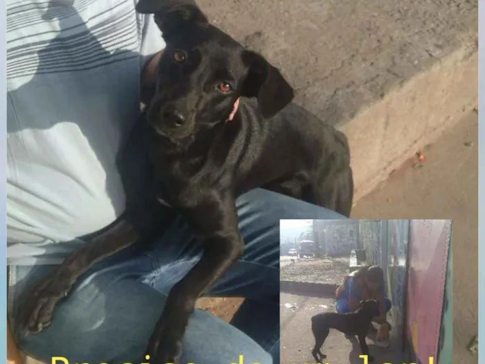Cachorro ra a SRD idade 1 ano nome Pretinha 