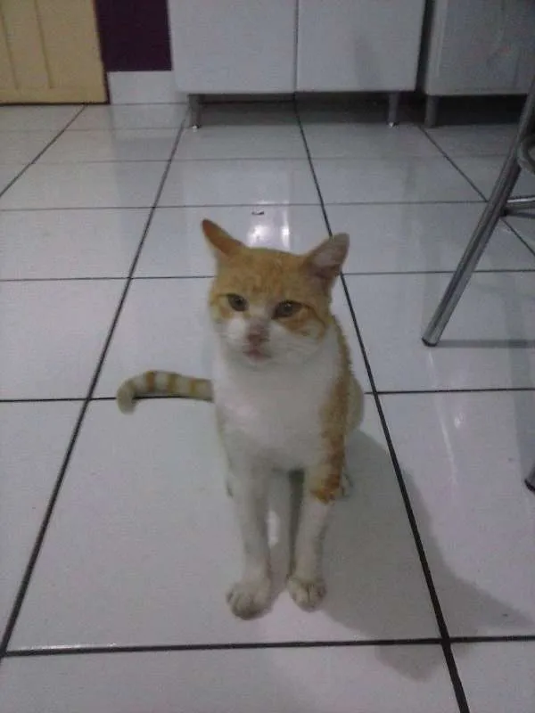 Gato ra a SRD idade 1 ano nome Cartola
