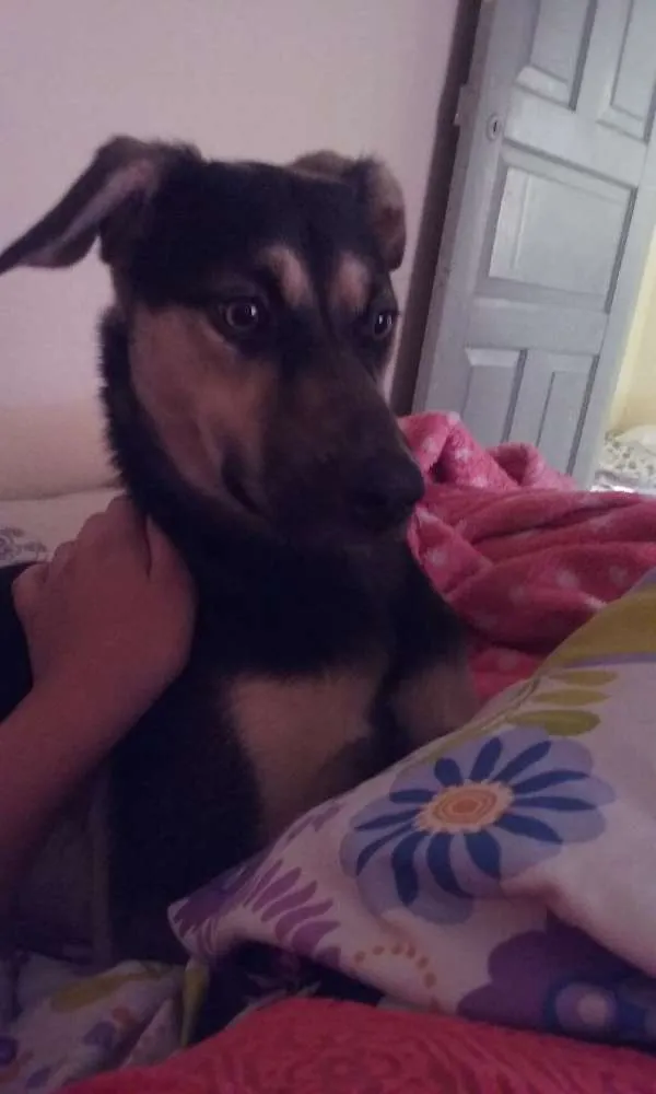 Cachorro raça VIRA LATA idade 7 a 11 meses nome MARLEI