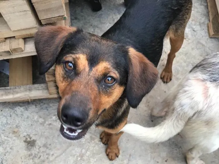 Cachorro ra a SRD idade  nome Paulinho