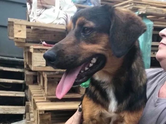 Cachorro ra a SRD idade  nome Paulinho