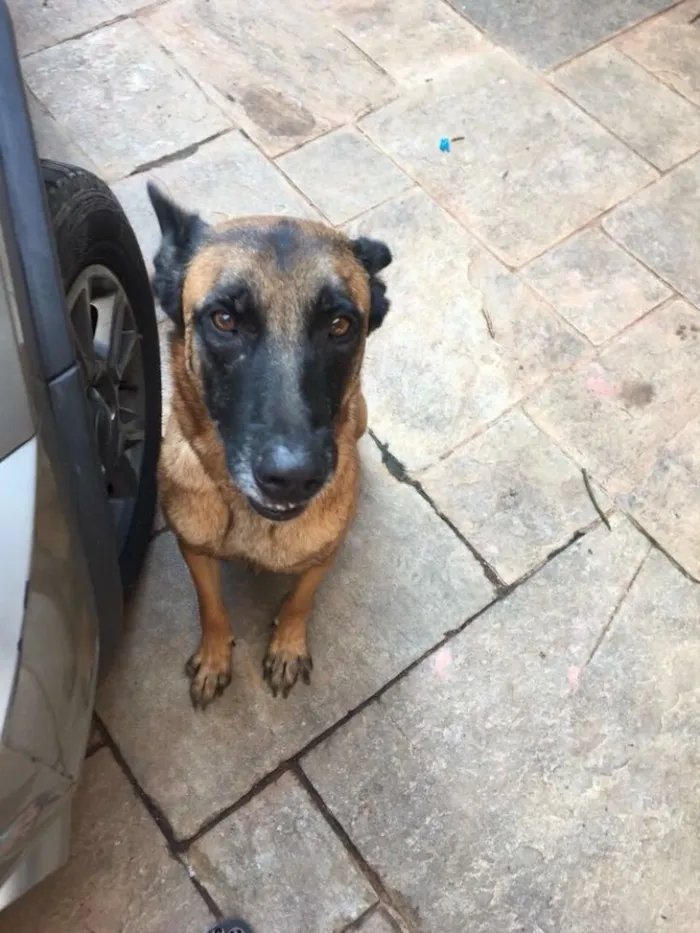 Cachorro ra a Pastor Belga idade  nome Ralph