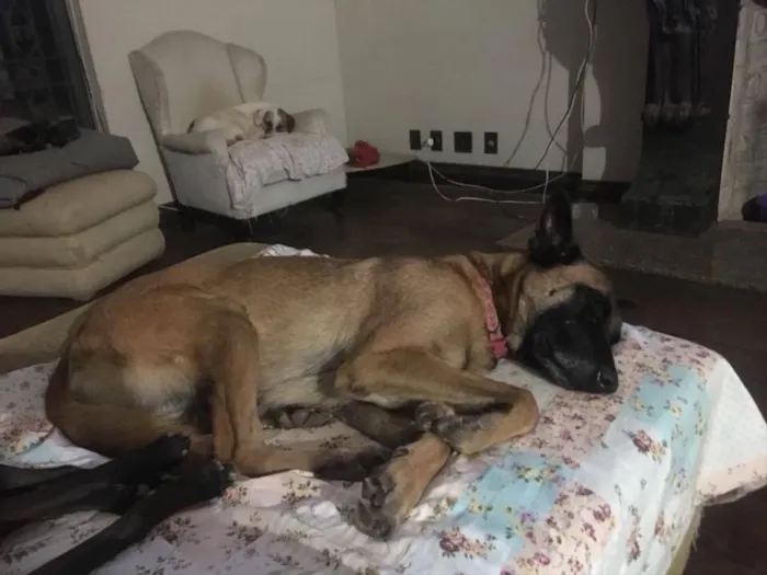 Cachorro ra a Pastor Belga idade  nome Ralph