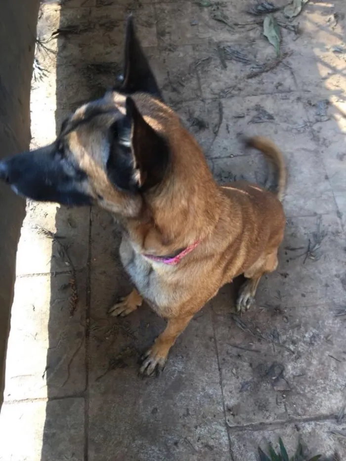 Cachorro ra a Pastor Belga idade  nome Ralph