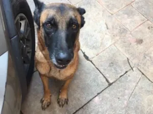 Cachorro raça Pastor Belga idade  nome Ralph
