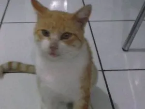 Gato raça SRD idade 1 ano nome Cartola