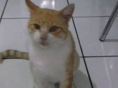 Gato ra a SRD idade 1 ano nome Cartola