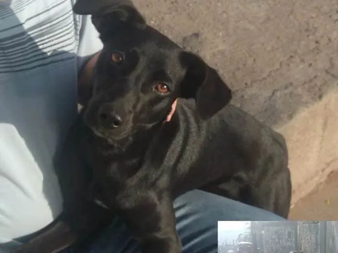 Cachorro ra a SRD idade 1 ano nome Pretinha 