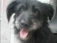 Peludinho (Pepê)