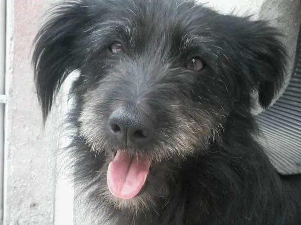 Cachorro ra a Vira-Lata idade 3 anos nome Peludinho (Pepê)