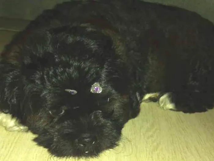 Cachorro ra a Poddle idade 2 a 6 meses nome Nina