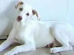 Cachorro raça Labrador com vira-lata idade 7 a 11 meses nome Josué