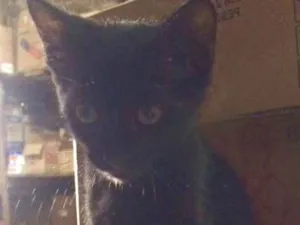 Gato raça SRD idade 2 a 6 meses nome sem nome