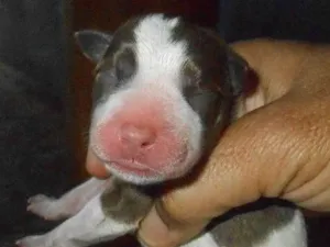 Cachorro raça SRD idade Abaixo de 2 meses nome sem nome