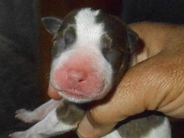 Cachorro ra a SRD idade Abaixo de 2 meses nome sem nome