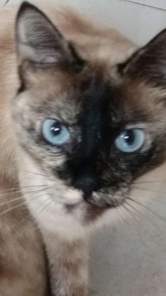 Gato ra a siamês idade 5 anos nome Belinha