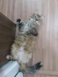 Tuti